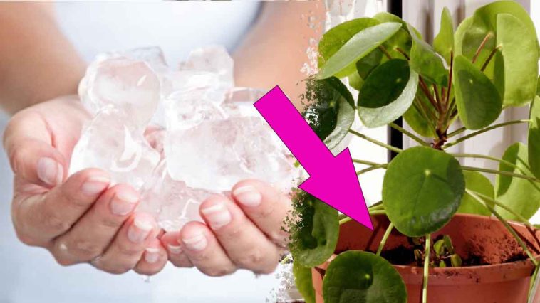 Connaissez vous cette astuce des fleuristes Ils mettent des glaçons