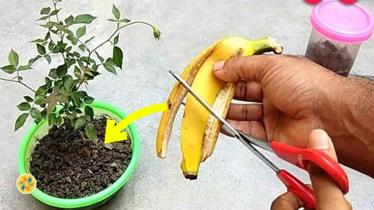 La Peau De Banane Est Elle Efficace Comme Engrais Pour La Fertilisation