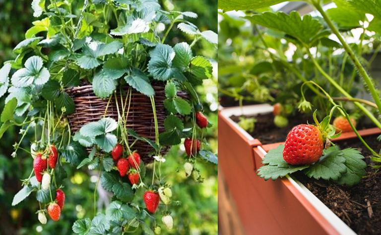 Comment Faire Pousser Des Fraises En Pot Et Leurs Soins Les Recettes