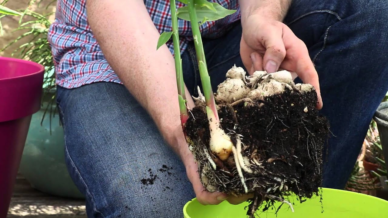 Jardinage En Pot Comment Faire Pousser Facilement Du Gingembre La