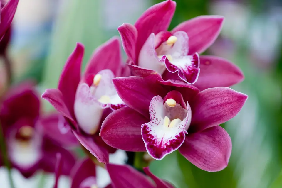 Орхидея цимбидиум как ухаживать. Орхидея Цимбидиум фиолетовая. Орхидея Цимбидиум синяя. Цимбидиум Брауни.