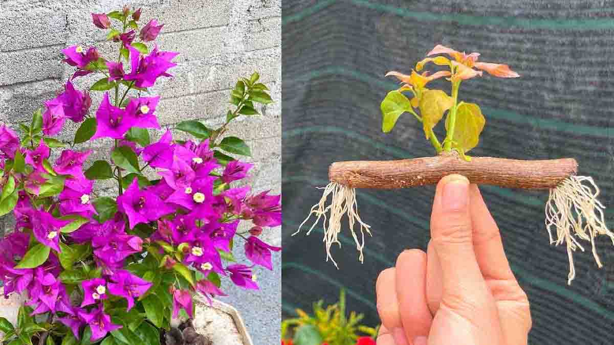 Comment Multiplier Les Bougainvilliers Dans Le Jardin Et Sur Le Balcon Voici Lastuce