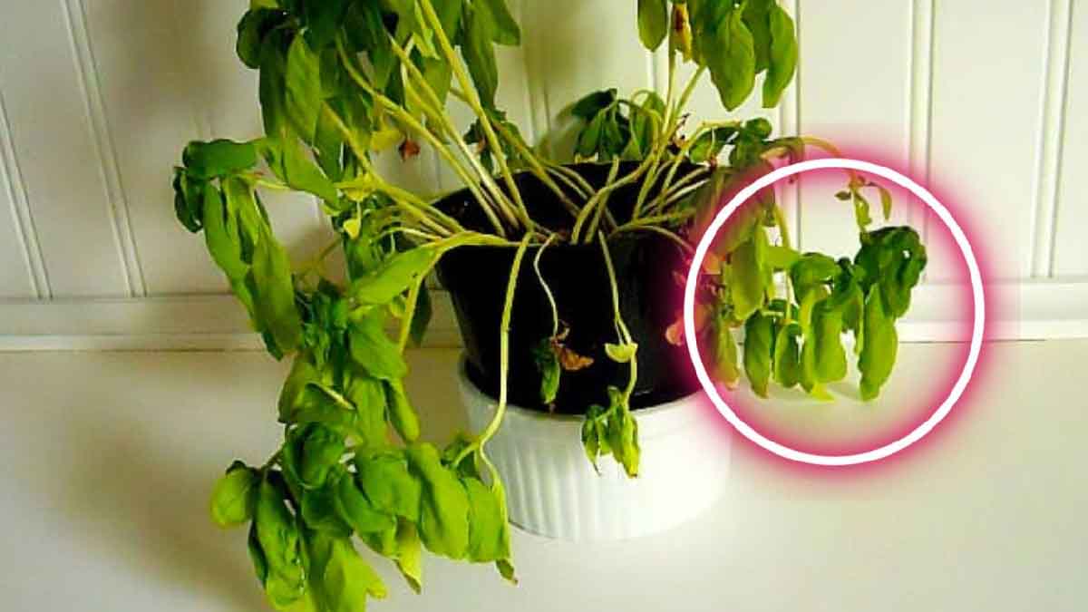 Pourquoi le plant de basilic se dessèche une fois à la maison ? La