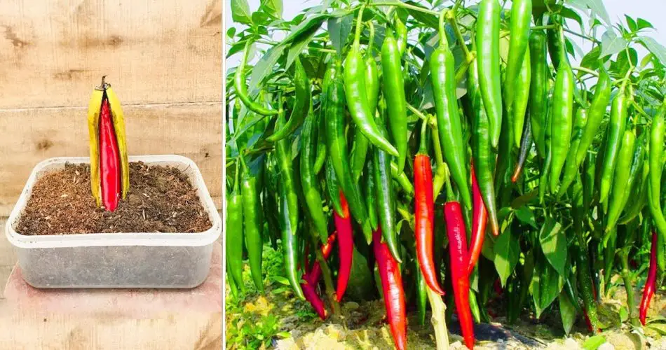 Comment faire pousser des piments à la maison pour en avoir une