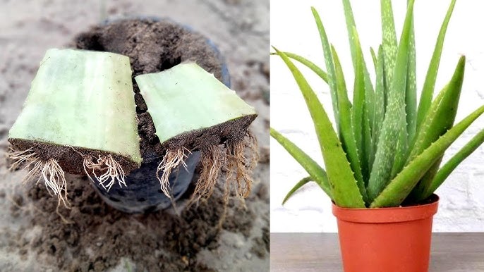 Sitemapcdatahttpsshopinf Inetcomaloe Vera Racine Pourrie