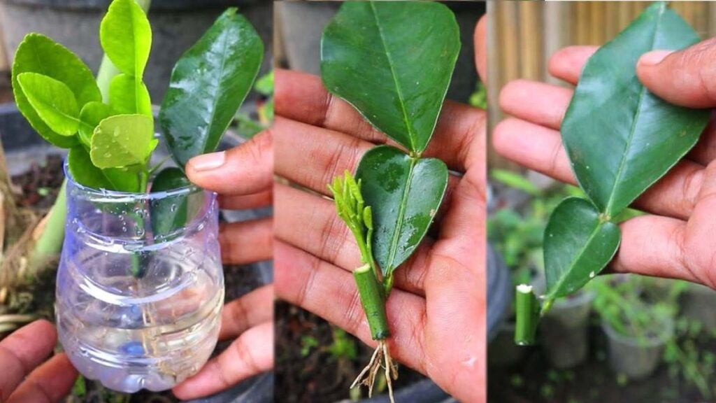 Comment faire pousser des citronniers à partir de boutures de feuilles