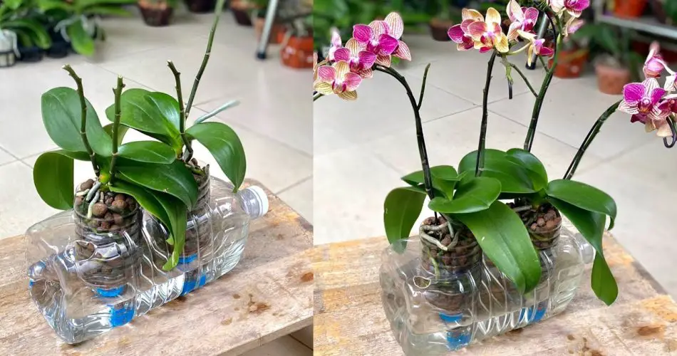 Comment faire pousser une orchidée semihydroponique aide les plantes à pousser rapidement et à
