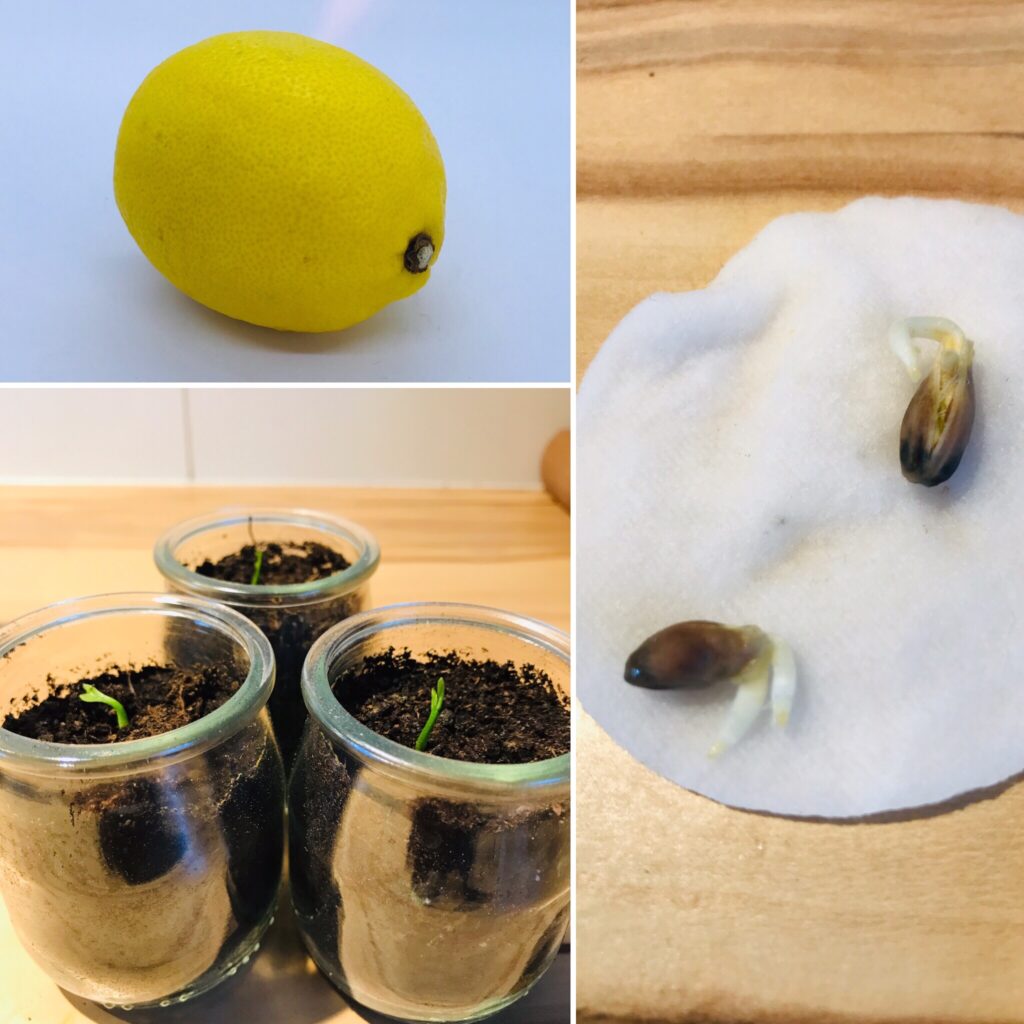 Graines De TOMATE RED PONDEROSA