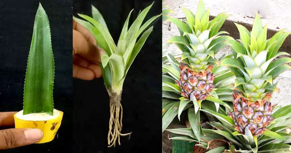 Cultiver des ananas dans des conteneurs : un guide étape par étape pour ...