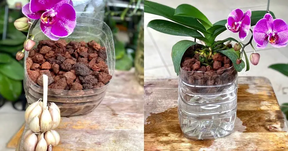 Comment faire pousser une orchidée sans arrosage avec cette pierre qui pousse très bien, ce que